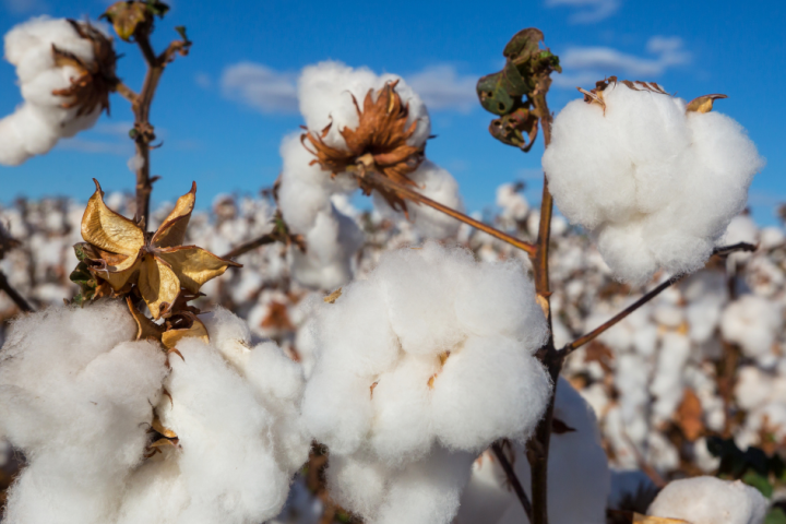 Organic Cotton - Vigour Impex