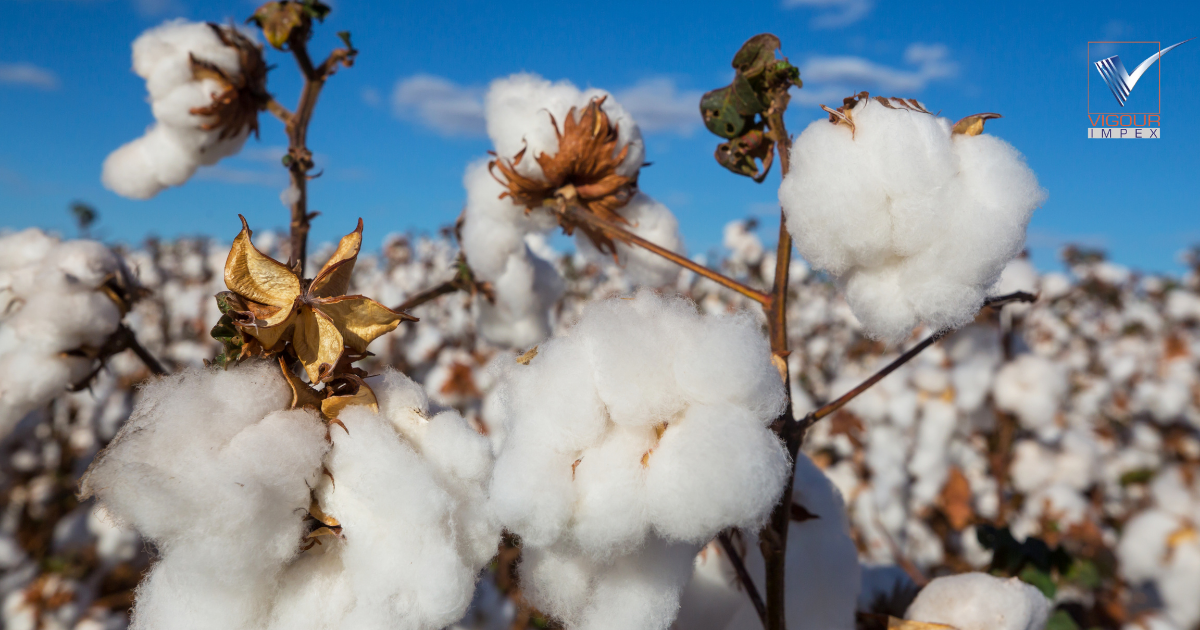 Organic Cotton - Vigour Impex