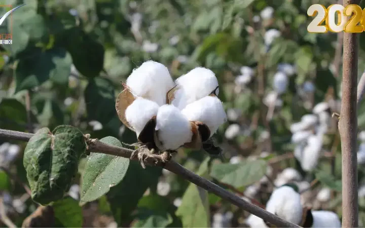 Cotton Sustainability and Current Trends in 2026 - Vigour Impex