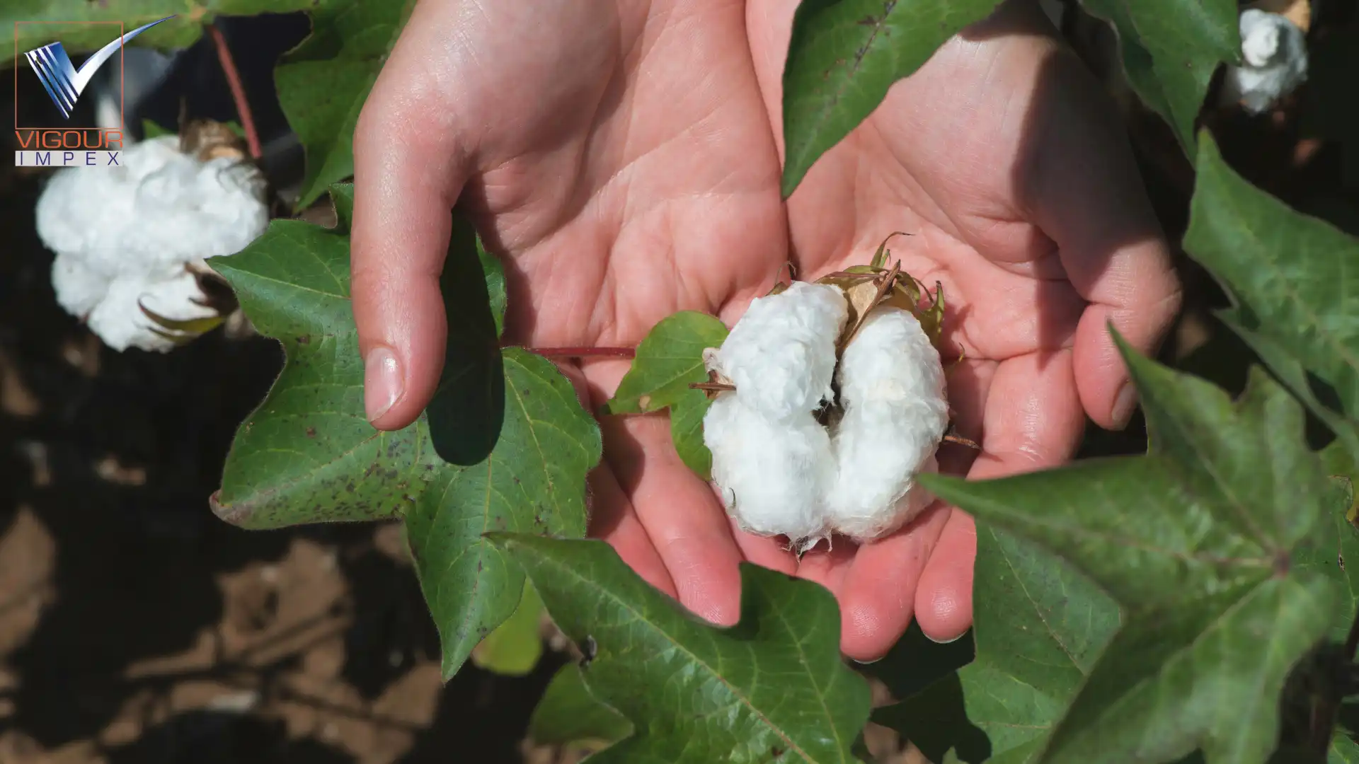 Pakistan actually grow and process organic cotton